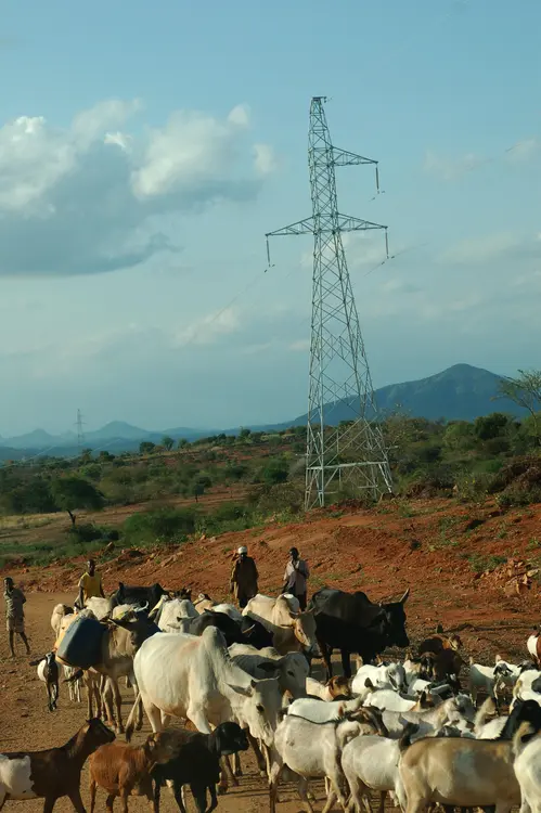 Tharaka people grazing
